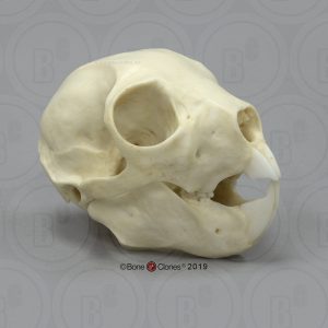 Vingerdier Schedelmodel