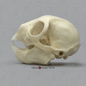 Vingerdier Schedelmodel