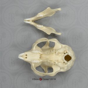 Vingerdier Schedelmodel