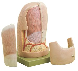 Vingernagel Model