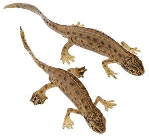 Vinpootsalamander Modellenset