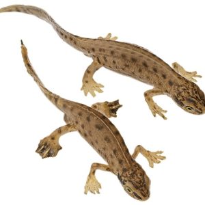 Vinpootsalamander Modellenset