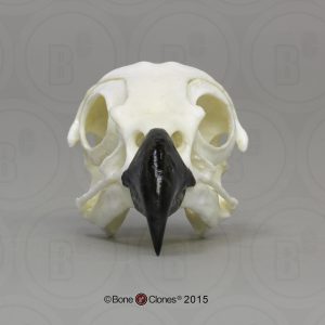 Visarend Schedelmodel