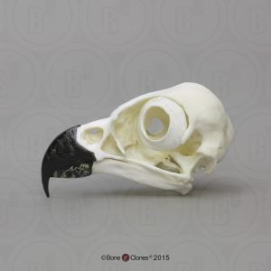 Visarend Schedelmodel