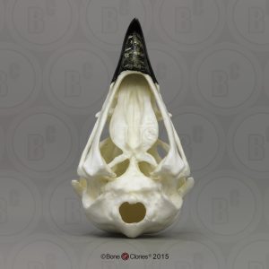 Visarend Schedelmodel