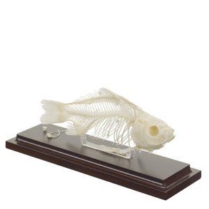 Vissen Skelet Model