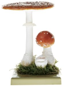 Vliegenzwam Model