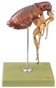Vlooien Model