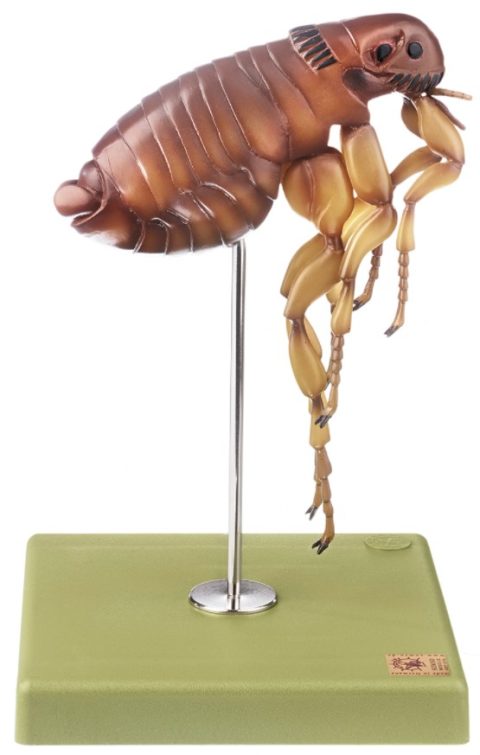 Vlooien Model