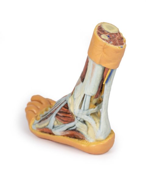 Voet - Oppervlakkige en Diepe Dissectie, 3D Print