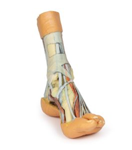 Voet - Oppervlakkige en Diepe Dissectie, 3D Print