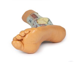 Voet - Oppervlakkige en Diepe Dissectie, 3D Print
