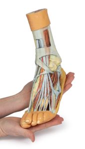 Voet - Oppervlakkige en Diepe Dissectie, 3D Print