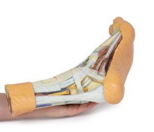 Voet - Oppervlakkige en Diepe Dissectie, 3D Print