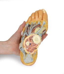 Voet - Oppervlakkige en Diepe Dissectie, 3D Print