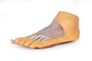 Voet - Oppervlakkige Dissectie Zool en Rug, 3D Print