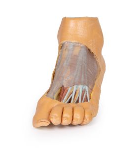Voet - Oppervlakkige Dissectie Zool en Rug, 3D Print