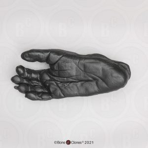 Voet Bonobo Model