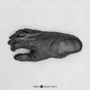 Voet Bonobo Model