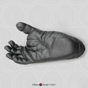 Voet Chimpansee Model