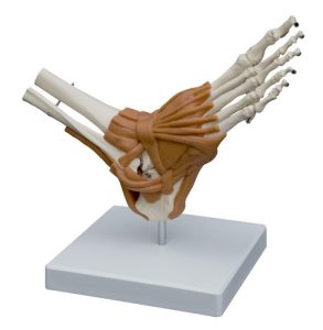 Voet en Enkel Skeletmodel met Ligamenten