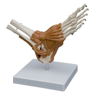 Voet en Enkel Skeletmodel met Ligamenten