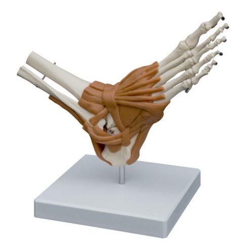 Voet en Enkel Skeletmodel met Ligamenten