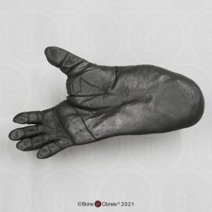 Voet Gorilla Model