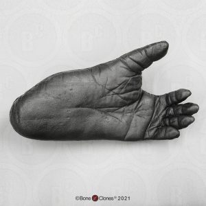 Voet Gorilla Model