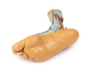 Voet - Oppervlakkige en Diepe Structuren, 3D Print