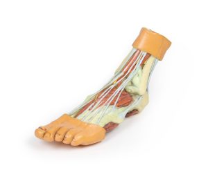 Anatomisch voetmodel, 3D print