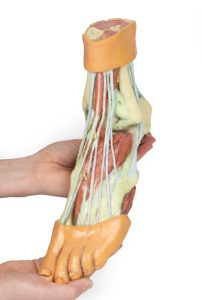 Anatomisch voetmodel, 3D print