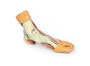 Anatomisch voetmodel, 3D print