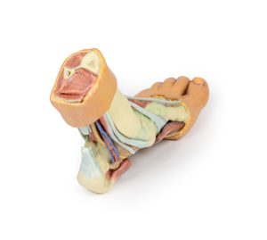 Anatomisch voetmodel, 3D print