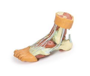 Anatomisch voetmodel, 3D print