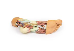 Anatomisch voetmodel, 3D print