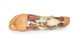 Anatomisch voetmodel, 3D print