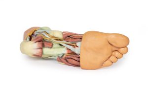 Anatomisch voetmodel, 3D print