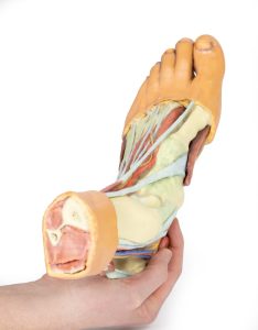 Anatomisch voetmodel, 3D print