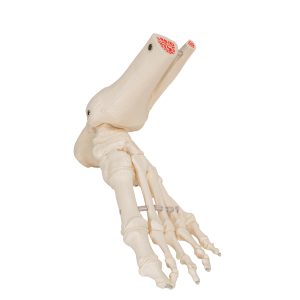 Voetskelet met Enkel, Flexibel