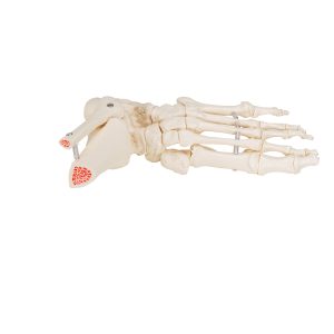 Voetskelet met Enkel, Flexibel