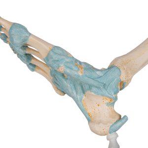 Voetskelet met ligamenten