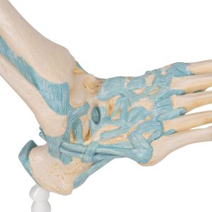 Voetskelet met ligamenten