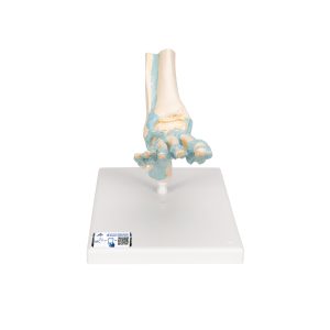 Voetskelet met ligamenten