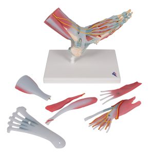 Voetskelet met ligamenten en spieren