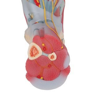 Voetskelet met ligamenten en spieren