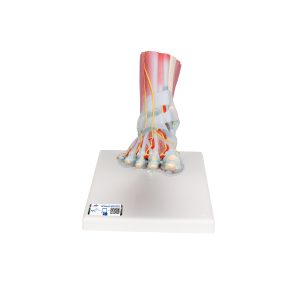 Voetskelet met ligamenten en spieren