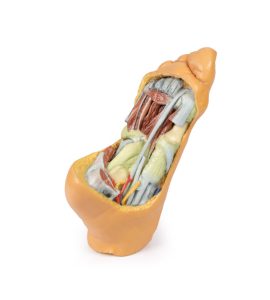 Voet, voetzool, diepe structuren, 3Dprint