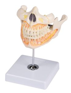 Volwassen Gebit Model