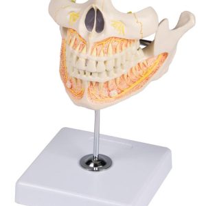 Volwassen Gebit Model